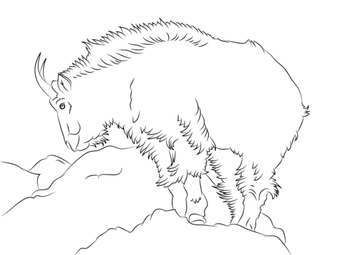 Rocky Mountain Goat  Coloring Page